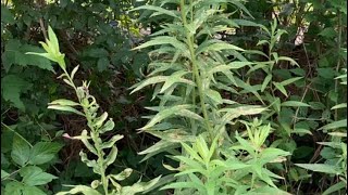 Curious About Denrod Diseases