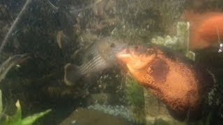 Full Amazing fight of Oscar and Green Terror Update