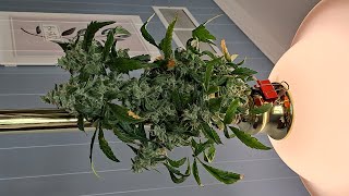 420 SMOKE SESSION WITH GROWER DEACON DAVE