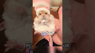 Cute Big Tailed Gerbil.1