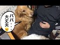 歯痛のパパが心配で側を離れないゴールデンレトリバーが健気すぎる♪