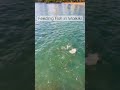 Tons Of Fish In Waikiki Fishfeed Fishfeeding Hawaiilife Hawaii Oceanfish 