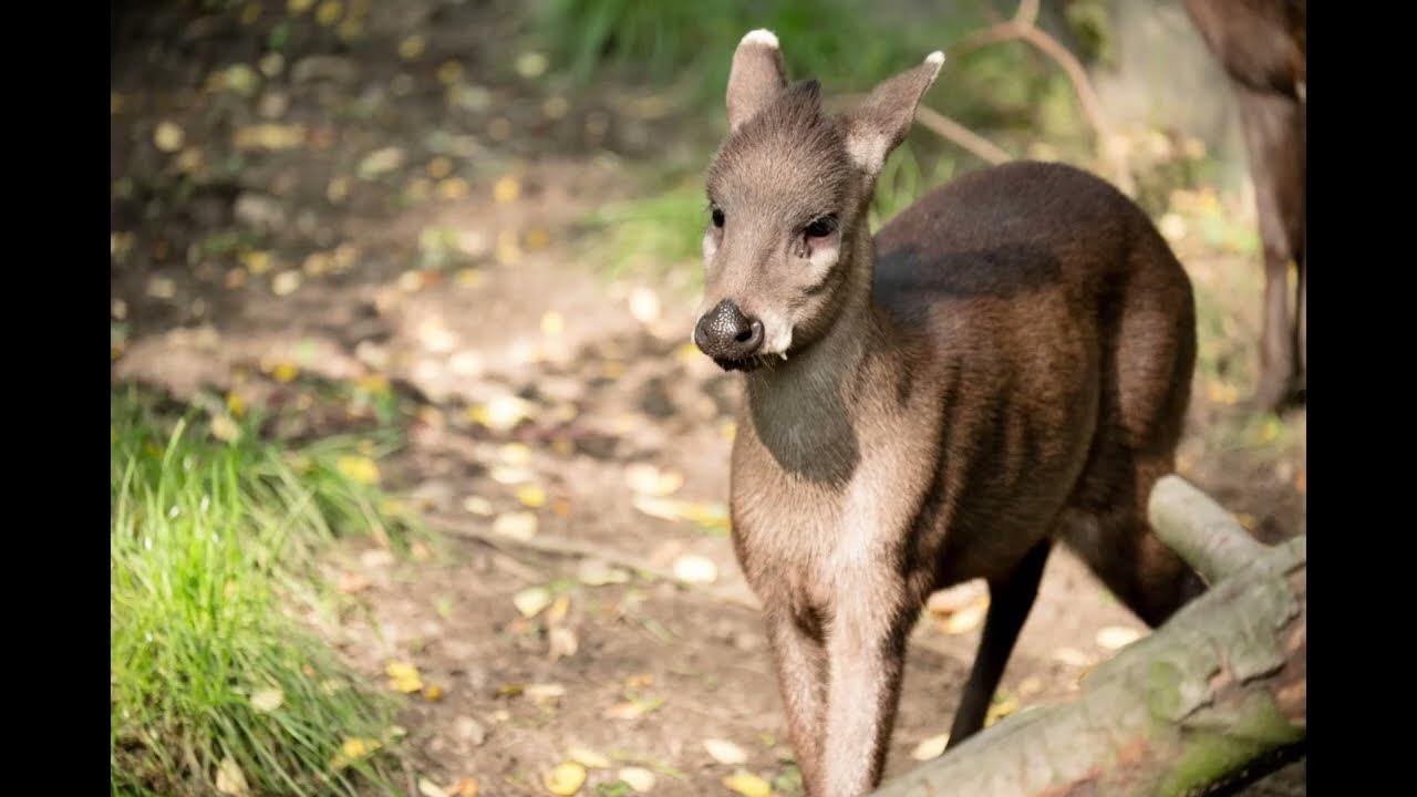 Facts about the Chamois