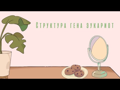 Структура гена эукариот