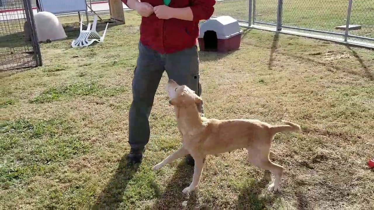 camera iphone 8 plus apk APPLE, 5yr lab mix female