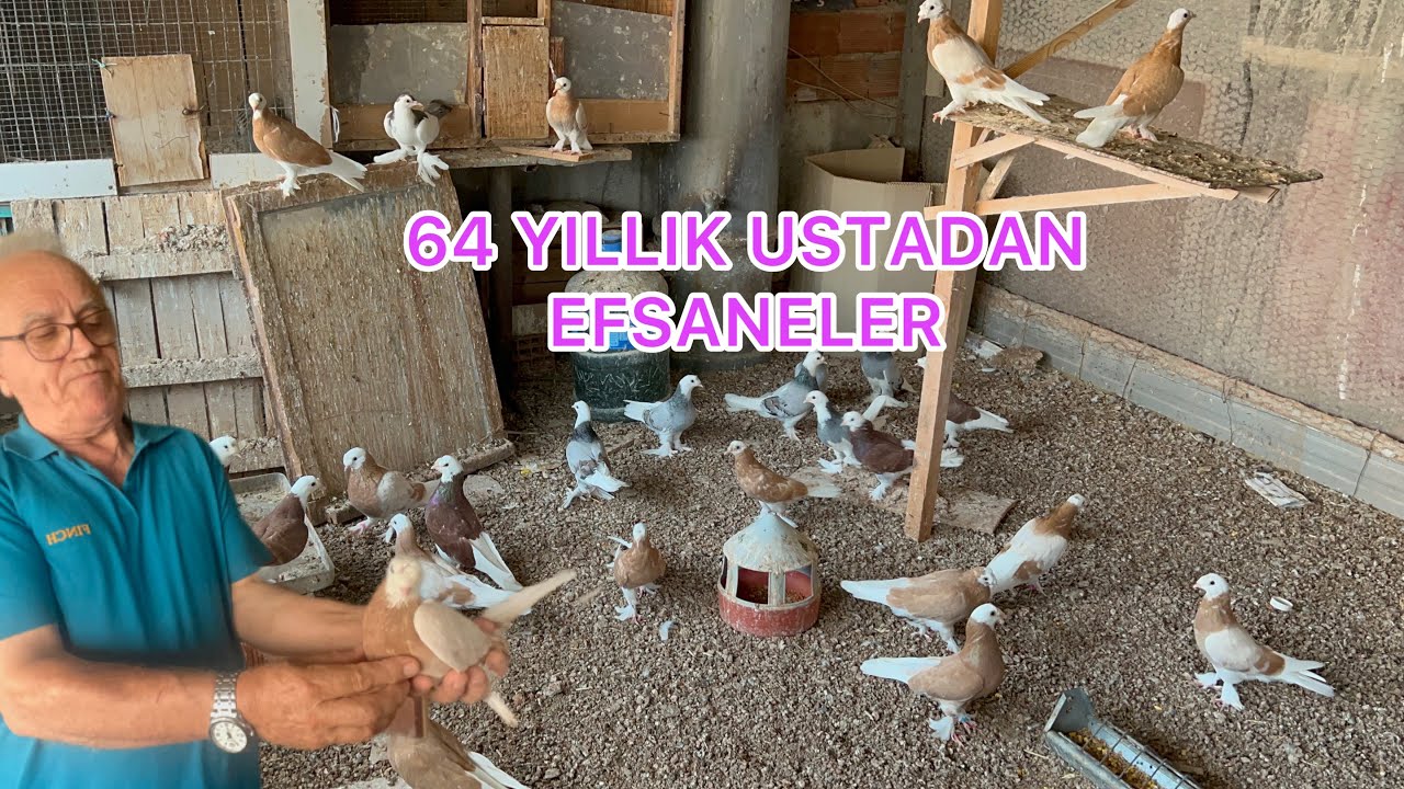 25 YILDIR NESLİ BOZULMAYAN ALA GÜVERCİNLER  BURSA KARACABEY