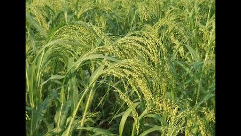 FOTF #9-Specialty Organic Grain Markets-Conversa.....