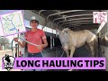 Tips for traveling w/ HORSES! + tricks to get your horse to drink on the road