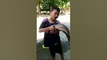 Bắt cá lóc khổng lồ #shorts