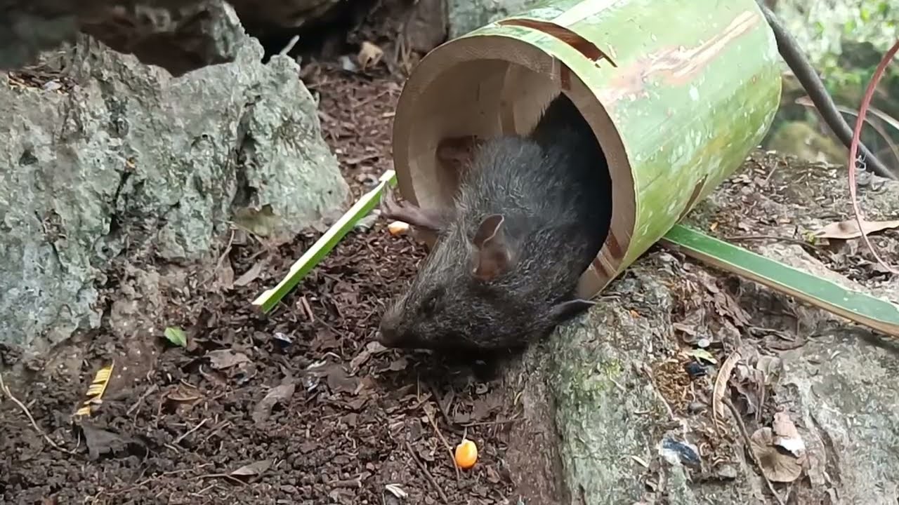 create new style amazing bamboo trap to catch rat the best