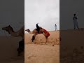 اونٹ کتنے دن بغیر کھانے کے رہ سکتا ہے یا اونٹ ریگستان میں کیسے سفر کرتا ہے