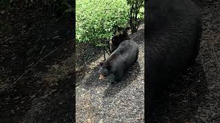 Bears Casually Roaming in the Landscaping off the Front Deck