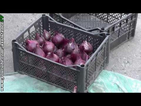 ОБРЕЗКА и ХРАНЕНИЕ лука - Как хранить лук