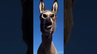 Donkey raja an cute baby #shortvideo #funny #unfrez #animals #viral #photorecreation #eyecatchy