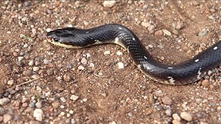 भारत देश का एक ऐसा जहरीला साप, जो रात में ही बाहर निकलता है.. Common krait snake rescue and release