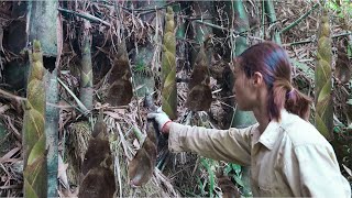 Harvesting bamboo shoots. Processing bamboo shoots soaked in chili