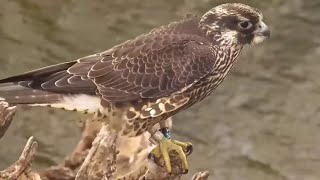 Mississippi River Flyway. Young Peregrine Falcon, H\/52 Poppy - explore.org 08-17-2023