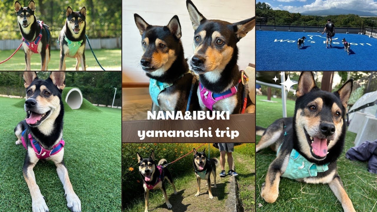 【Wan's Resort 山中湖】犬連れで楽しめる観光地を巡ってみたin山梨