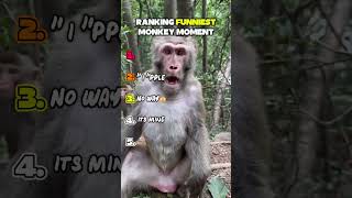 🐵😂 Ranking the Funniest Monkey Moments Ever! #funny#monkey #animals