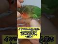 インコちゃんに人気のAmazonで買えるおやつとおもちゃ～三選～　 #セキセイインコ #コザクラインコ #可愛い #lovebird #ショート #かわいい #おもちゃ#おやつ