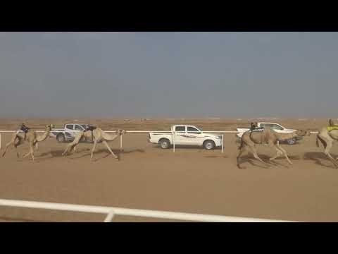 الشوط الرئيسي فعدان جذاع مسافة 5كم المختلف محمد بن سليمان الحويطي 