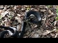 Trapper Adair tracks a Western Rat Snake (Black rat snake) at Lake of the Ozarks