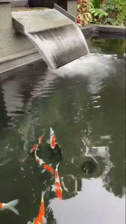 Story wa Kolam ikan Koi Minimalis