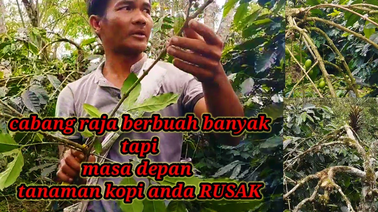 Немедленно отработайте навыки обрезки уже ухоженных королевских ветвей.