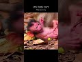 monkey house life Baby monkey