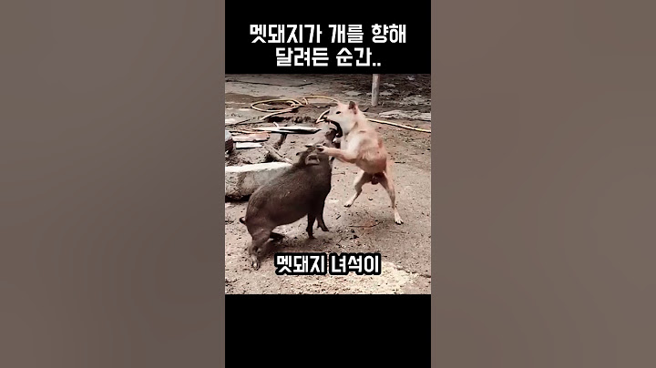 "세상에.." 개가 멧돼지의 주둥이를 물어버린 순간
