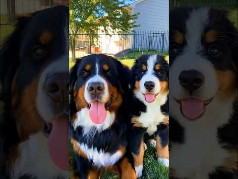 two cute dogs playing adorable video #puppy #dogs #dog #cuteanimals #cutedog #trending #pets #shorts