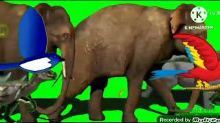 Large Animal Stampede Green Screen