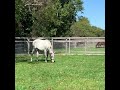 のんびりゴールドシップ
