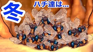 冬、ミツバチって見ないけど実は「巣の中でこんなこと」してた...!!【 Bee Simulator 】 screenshot 4