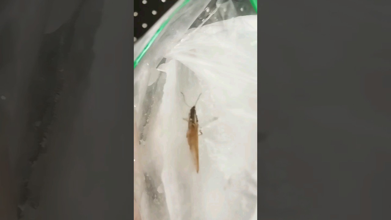 I left a cricket in the freezer for 3 days is it alive YouTube