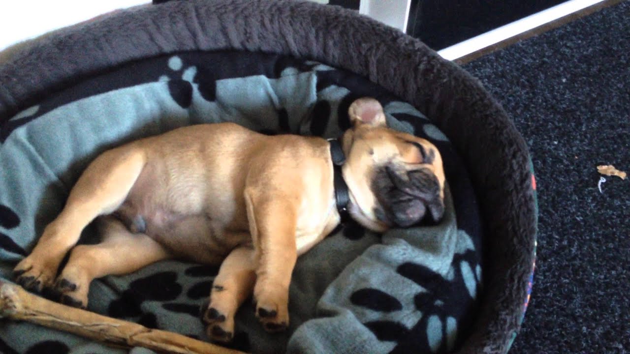Hund träumt Französische Bulldogge Murphy YouTube