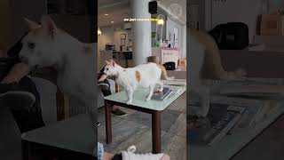 The Cat Clinic Philippines Best Veterinary Hospital to Take your Cats and Kittens