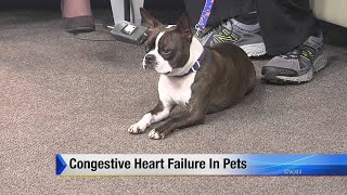 Congestive heart failure in pets
