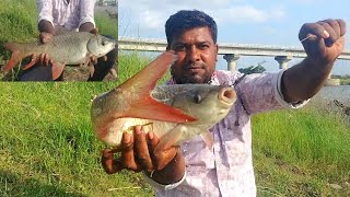 Hyderabad fishing 2021|Amazing singh shikar fishing|Village fishing vlog