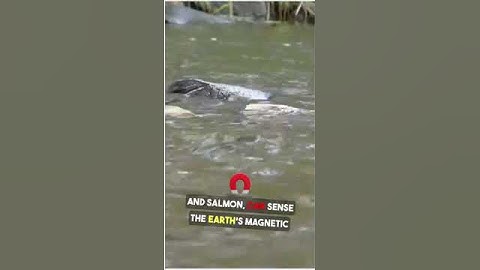 Nature’s GPS: How Animals Use Earth’s Magnetic Field to Navigate the World