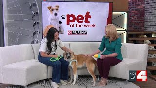 Pet of the Week: Beethoven