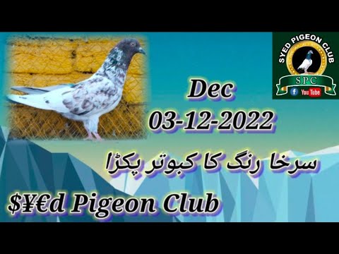 سرخا کبوتر پکڑا بہت خوبصورت