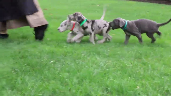 Great dane puppies for sale in ohio under $500
