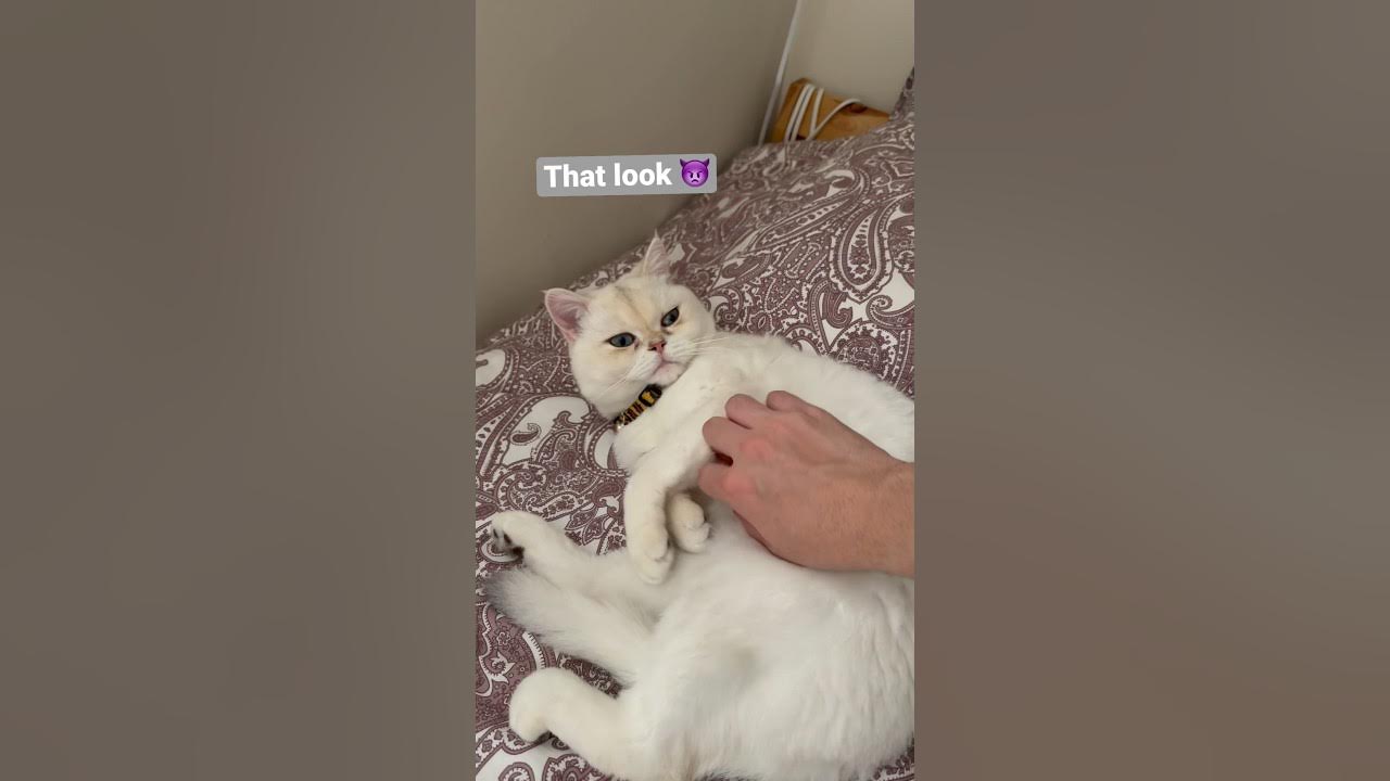 Why cats hate belly rubbing 🙀 shorthair cat britishshorthair shorts