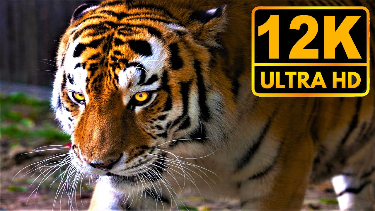 World of 12K HDR 60fps * DOLBY VISION IQ *