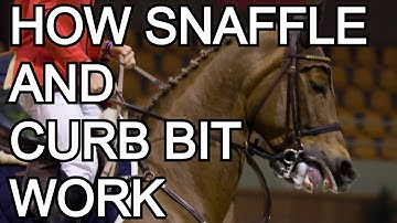 How snaffle and curb bit work (ENG subtitles, RUS voice)