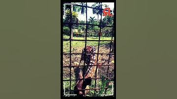 Ada Rusa Totol di Kawasan Perkebunan PTPN VIII Cikaso - Cibitung