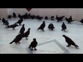 Zil Arap Akkuyruklar Taklacı Zil Araplar Taklacı Oyuncu Araplar En Güzel Oyunlu Araplar Zil Arap Akkuyruklar Taklacı Zil Araplar Taklacı Oyuncu Araplar En Güzel Oyunlu Araplar