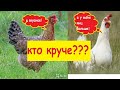 Какая порода кур лучше?