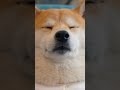 【放送事故】出張中の柴犬店長、駅弁を食べすぎて新幹線で完全に「おっさん化」してしまう…💤🚅